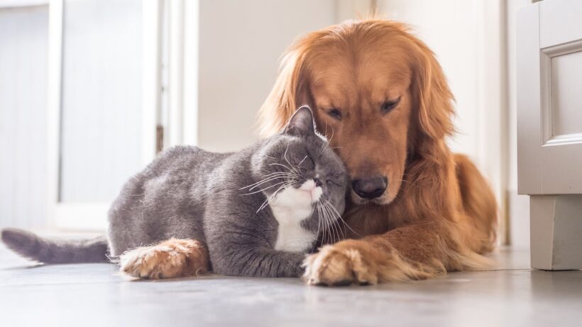 Evcil Hayvan Sağlığı ve Bakımı: Tüylü Dostlarımızın Mutluluğu İçin Bilinmesi Gerekenler