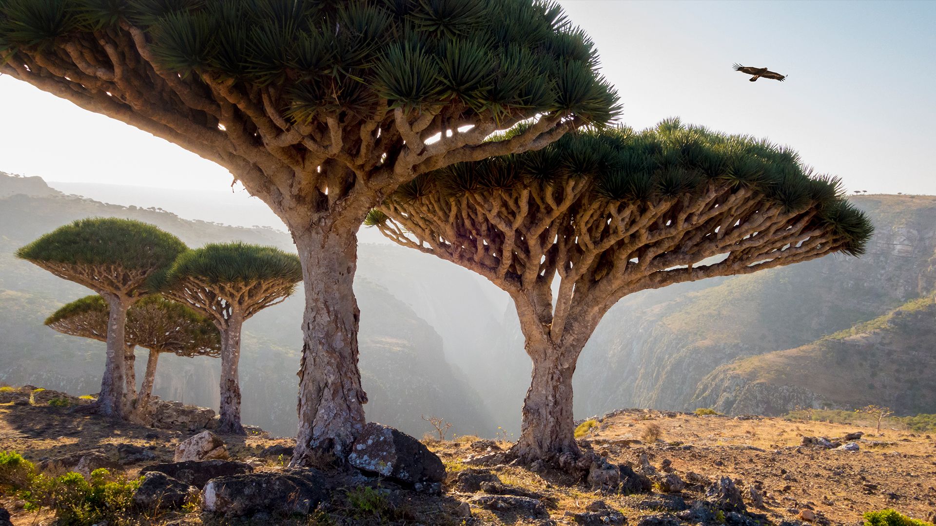 Asya'nın Saklı İncisi: Socotra, Yemen